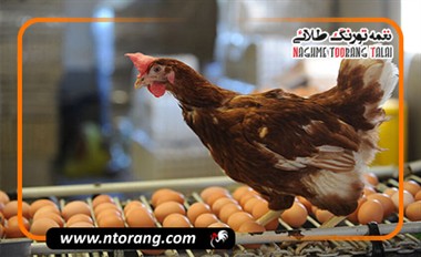 نقش مکمل‌های معدنی در بهبود کیفیت تخم‌مرغ و گوشت طیور